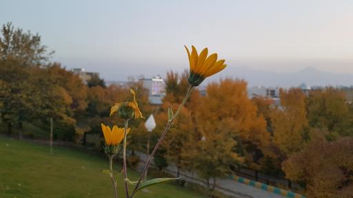 عکس پارک سیمرغ