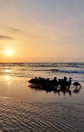 ساحل فریدونکنار