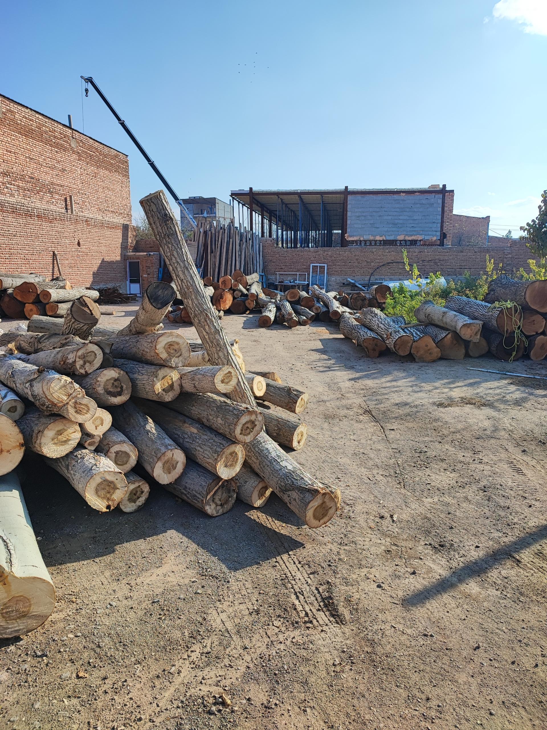 عکس چوب بری یادگاری