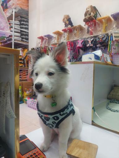 عکس فروشگاه دهکده حیوانات