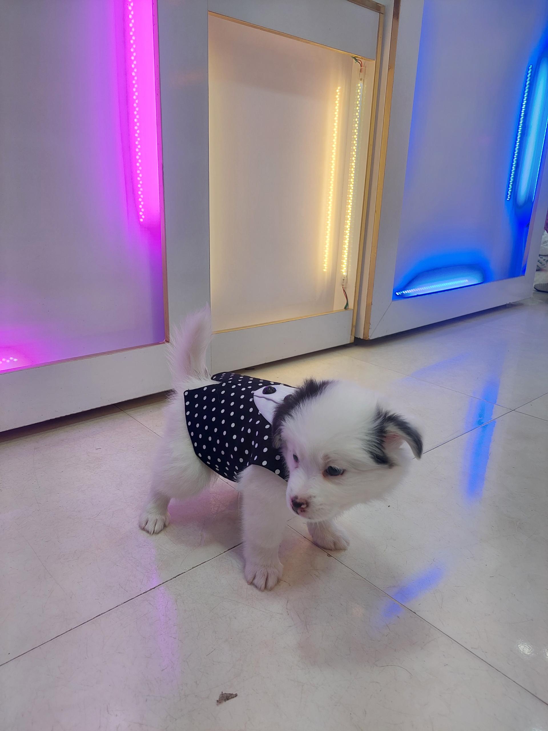 عکس فروشگاه دهکده حیوانات