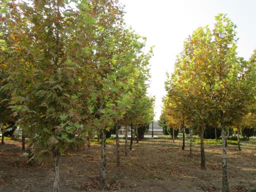 عکس بوستان سهراب سپهری