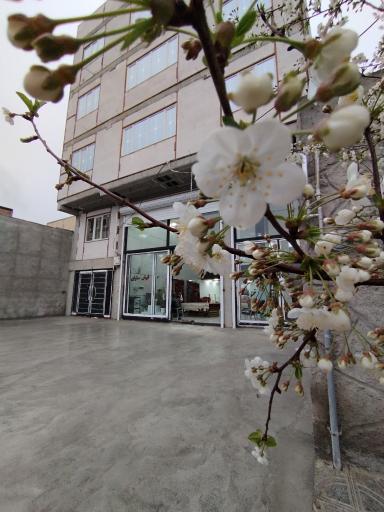 عکس فرش سارای