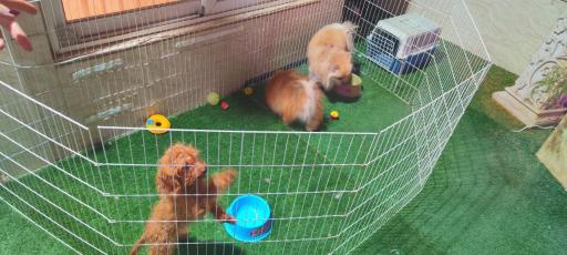 کلینیک دامپزشکی ناژپت