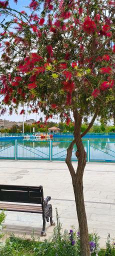 عکس پارک بزرگ شهر (مارکار)