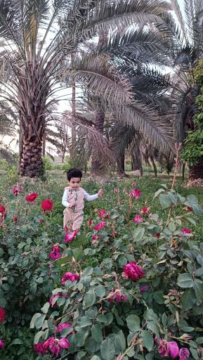 عکس پارک بزرگ شهر (مارکار)