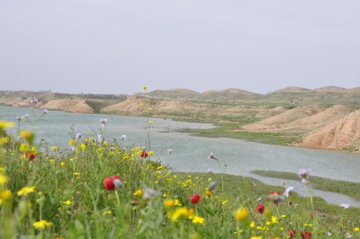 عکس بند خاکی جارود