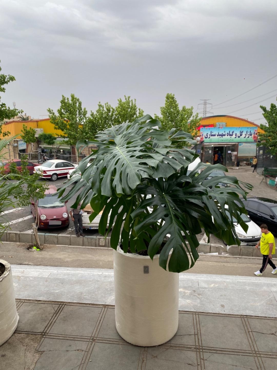 عکس گل و گیاه آپارتمانی نارون