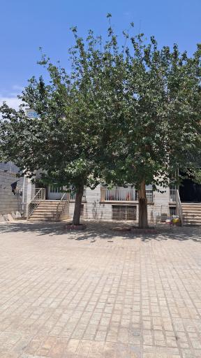 عکس مسجد انصار المهدی