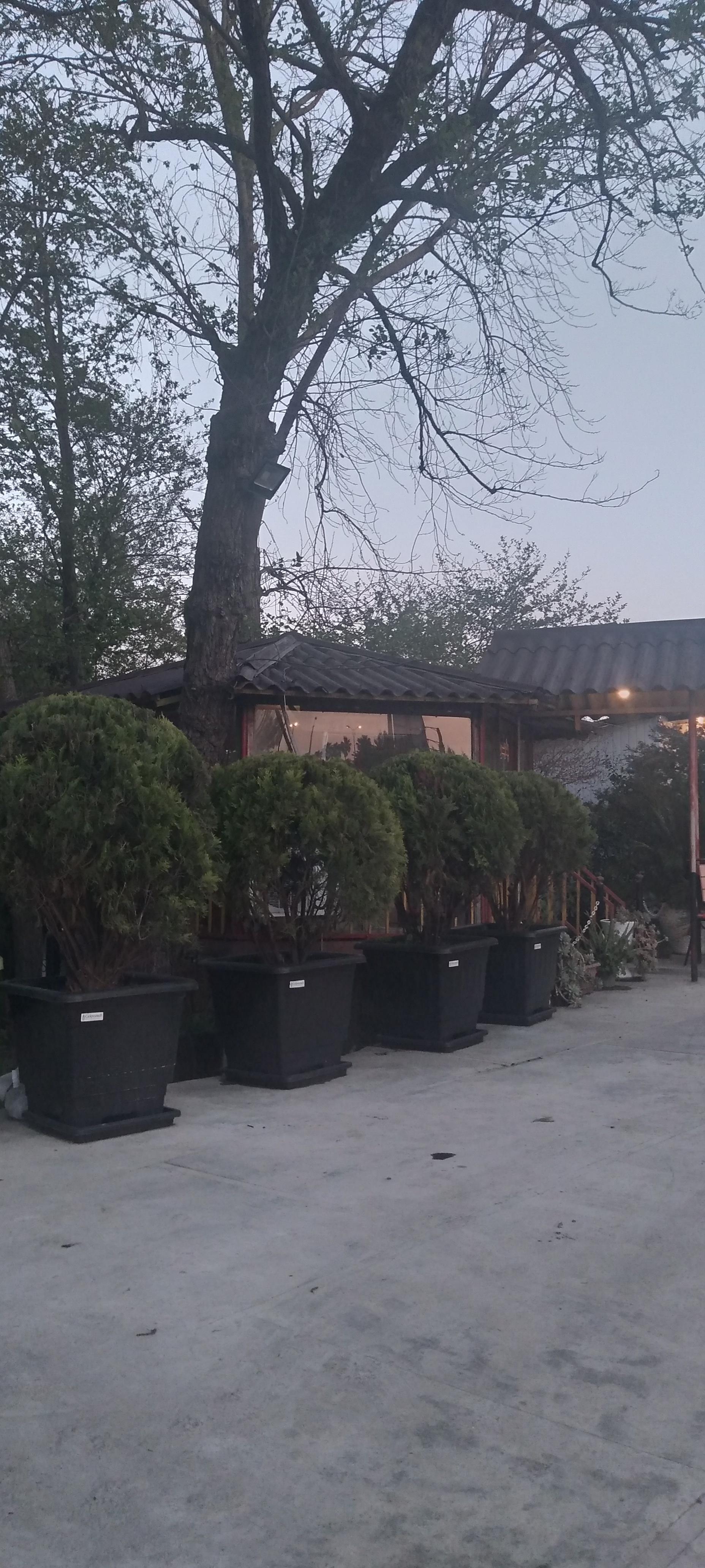 عکس هتل آپارتمان ماهور رامسر