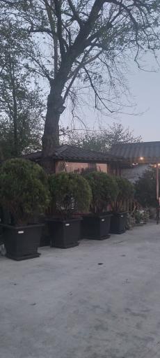 عکس هتل آپارتمان ماهور رامسر