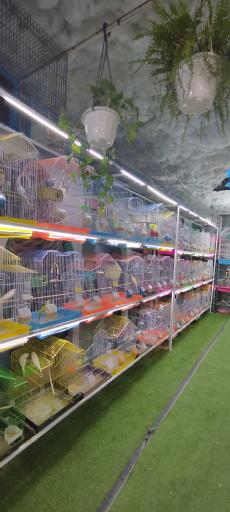 عکس شهر پرنده علی بابا 