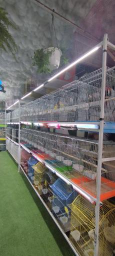 عکس شهر پرنده علی بابا 