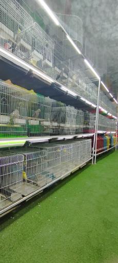 عکس شهر پرنده علی بابا 