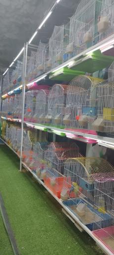 عکس شهر پرنده علی بابا 