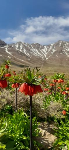 عکس گلستان کوه