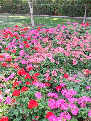 عکس باغ گلها