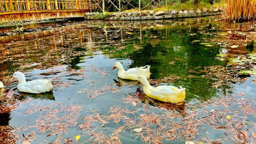 عکس باغ گلها