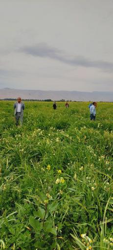 عکس دشت نرگس نوآباد