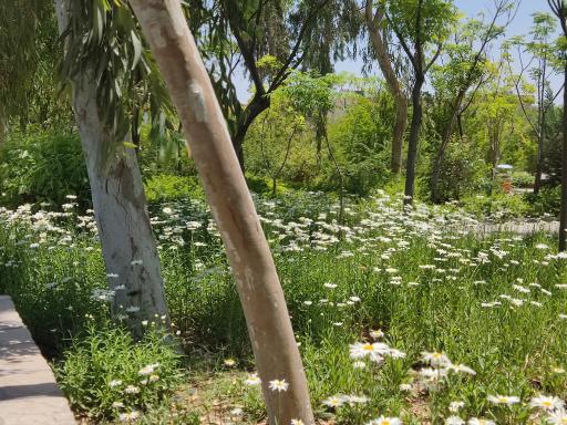 عکس بوستان 22 بهمن