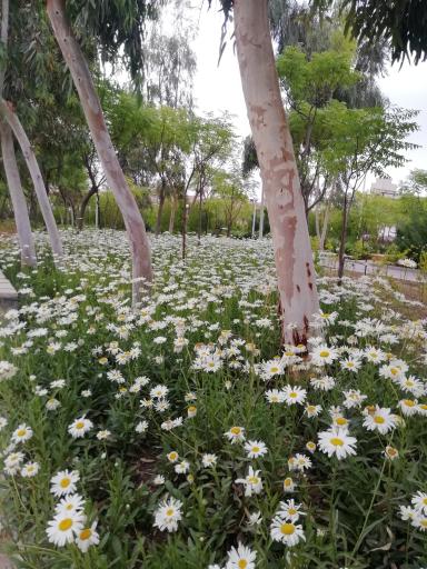 عکس بوستان 22 بهمن