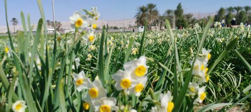عکس دشت نرگس نوآباد