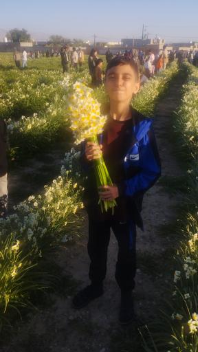 عکس دشت نرگس نوآباد