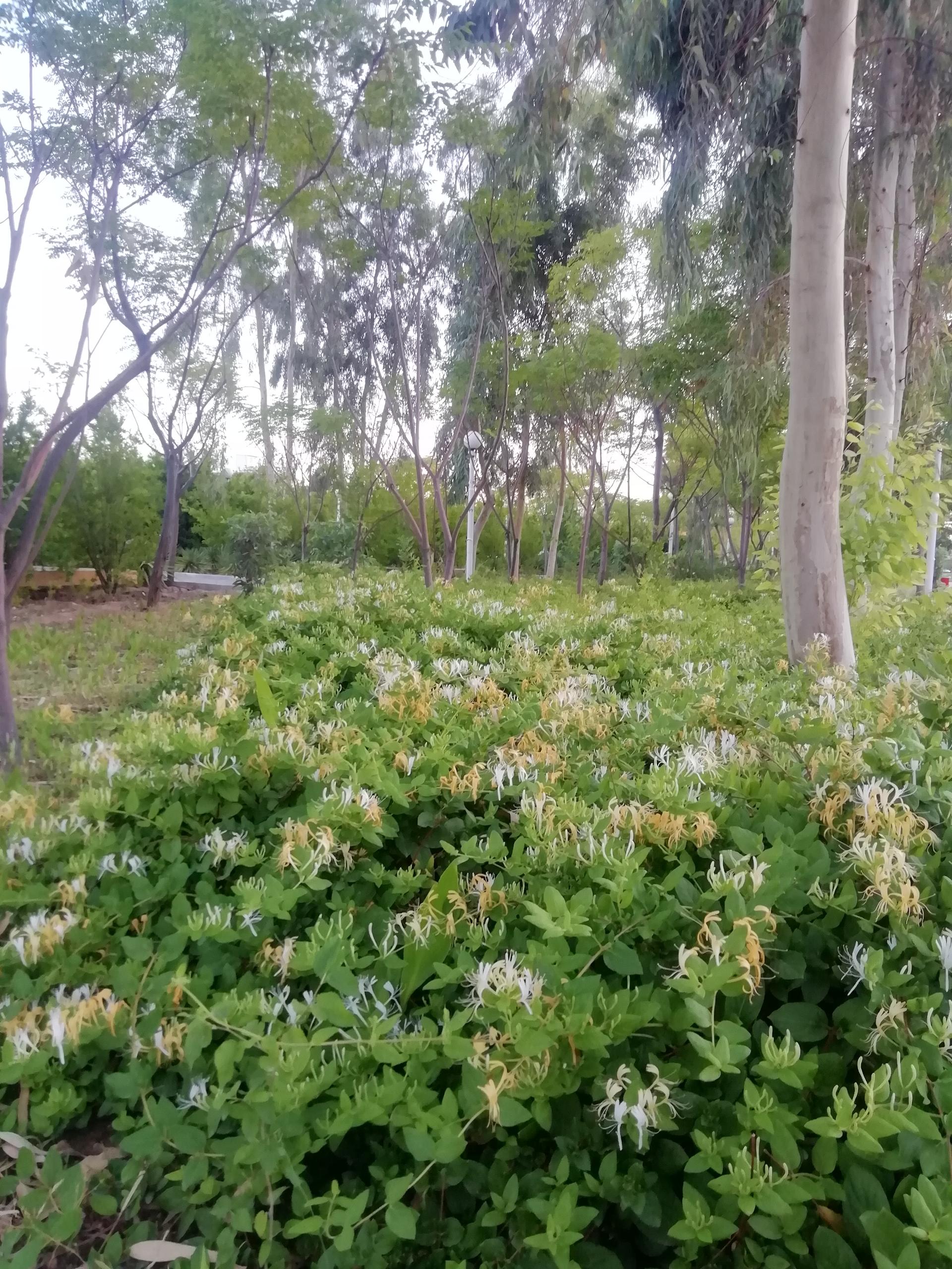 عکس بوستان 22 بهمن