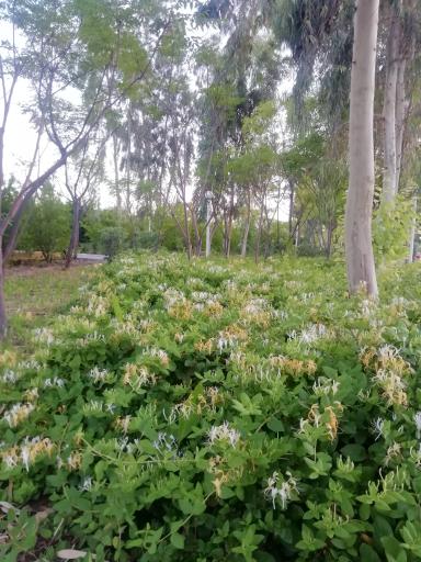 عکس بوستان 22 بهمن