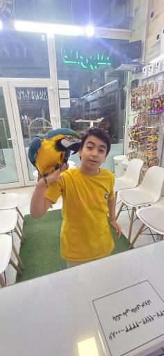 مرکز تخصصی طوطی سانان کیانشاه 