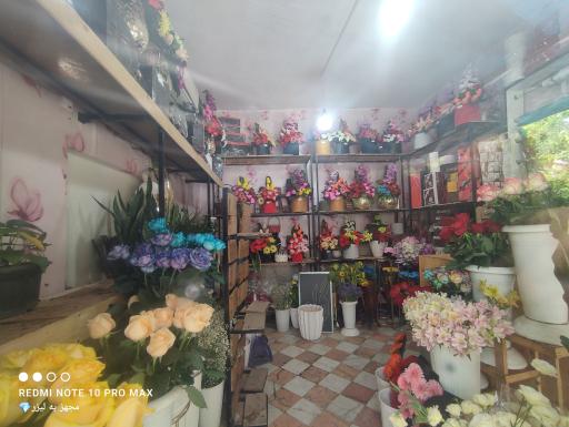 عکس گل‌فروشی طاووس 