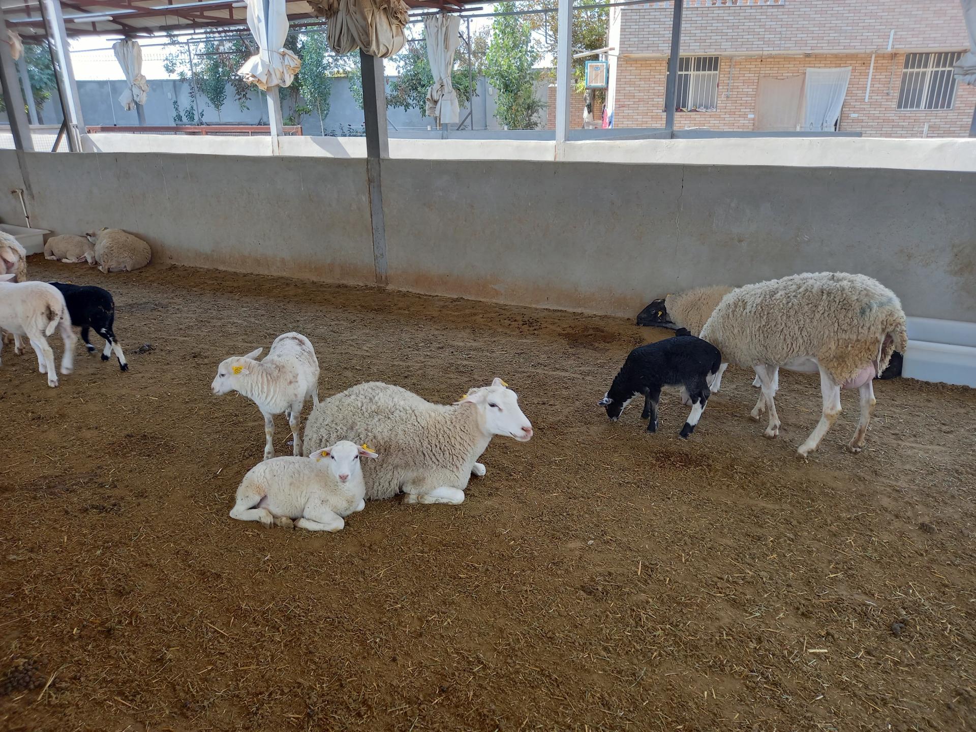 عکس دامداری نژاد رومن آقای جنگجو