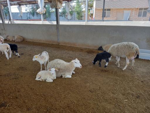 عکس دامداری نژاد رومن آقای جنگجو