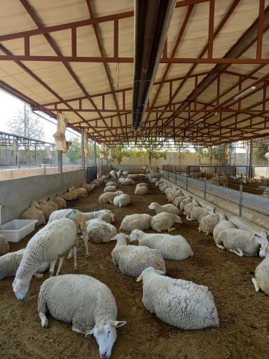 عکس دامداری نژاد رومن آقای جنگجو