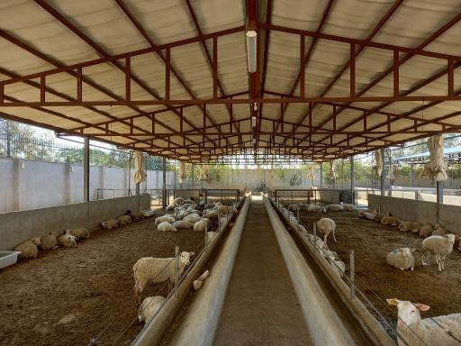 عکس دامداری نژاد رومن آقای جنگجو