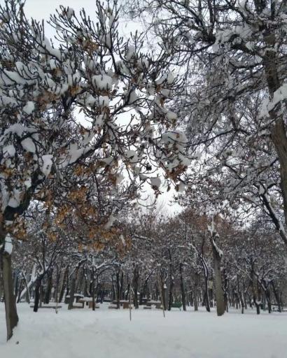 عکس پارک جنگلی سرچشمه