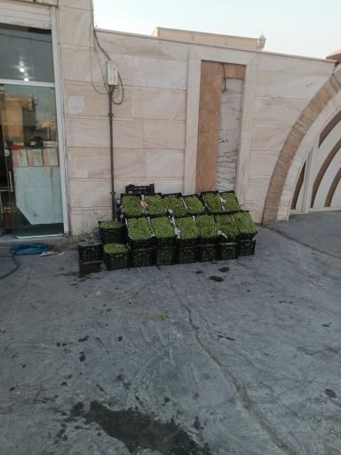 عکس آبغوره گیری و آبلیمو گیری زارعی 