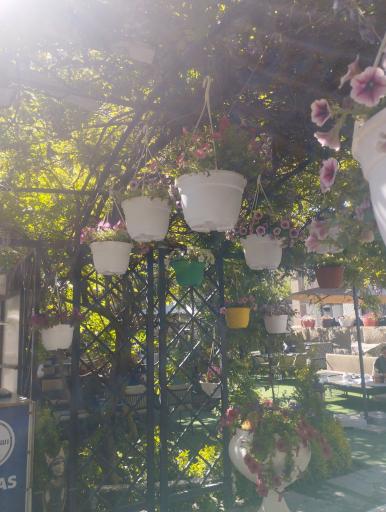 عکس اسپی یاس