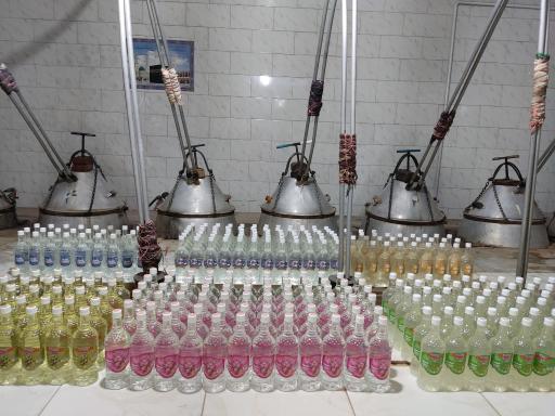 عکس گلابگیری سنتی گلدم