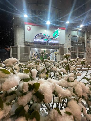 عکس سبزینه بلاغی