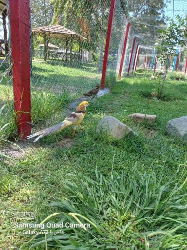 عکس کمپینگ گردشگری اقامتی حضرت ولیعصر (عج)