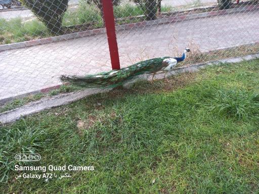 عکس کمپینگ گردشگری اقامتی حضرت ولیعصر (عج)