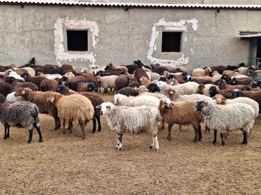 عکس گوسفند زنده احمدی 