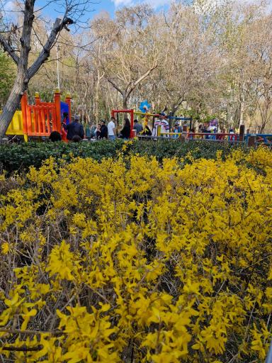 عکس بوستان باغ ایرانی