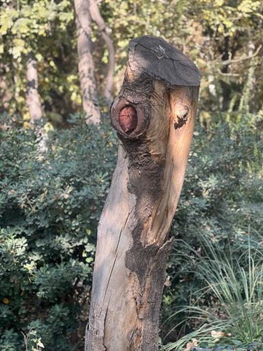 عکس بوستان باغ ایرانی