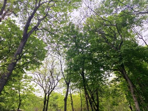 عکس بوستان باغ ایرانی