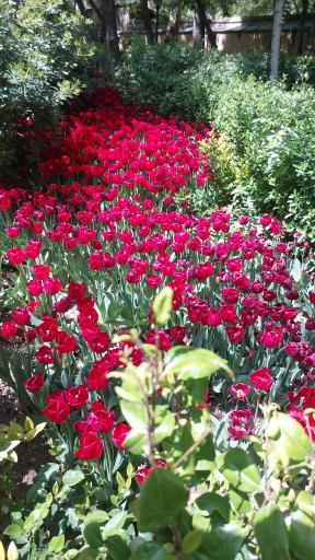 عکس بوستان باغ ایرانی