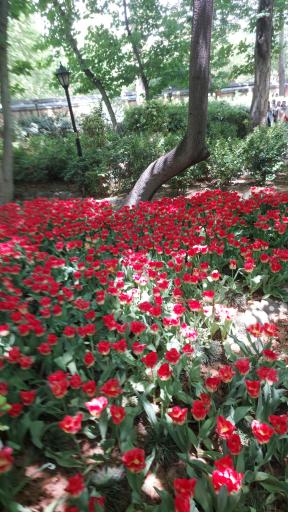 عکس بوستان باغ ایرانی