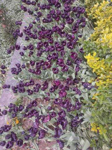 عکس بوستان باغ ایرانی