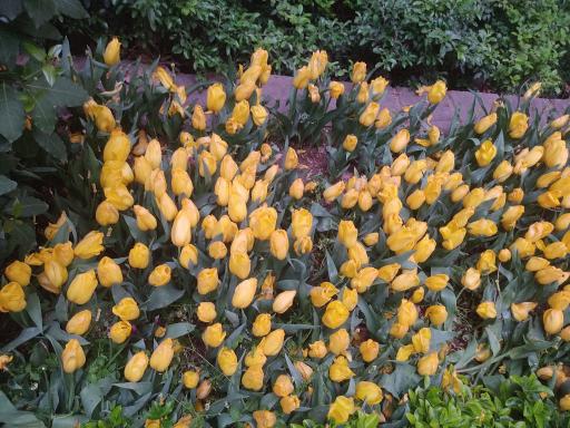 عکس بوستان باغ ایرانی